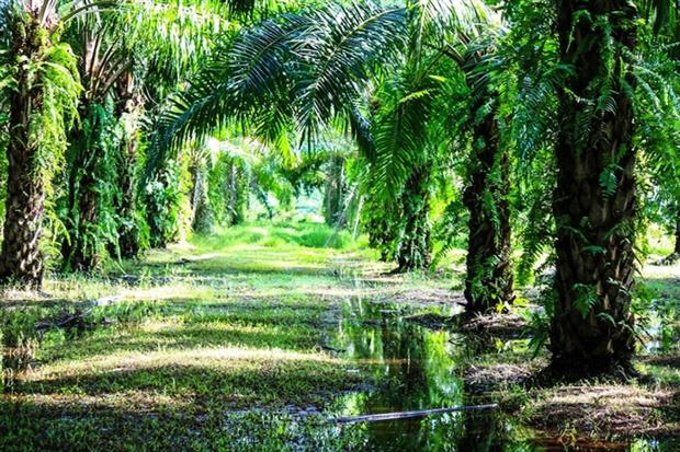 Only 57 of the 119 registered growers on the RSPO have any certified mills (photograph: Sompong Kusonsuk/123RF)