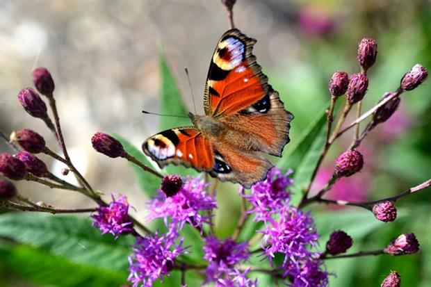 (photograph: Vikki Argent/123RF)