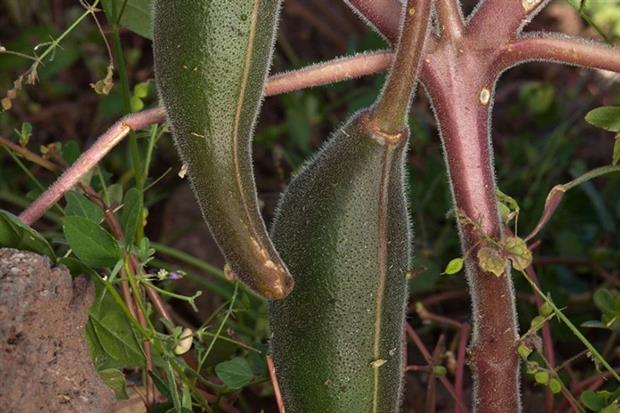 Devil's Claw (photograph: Alan Harper/CC BY NC 3.0)