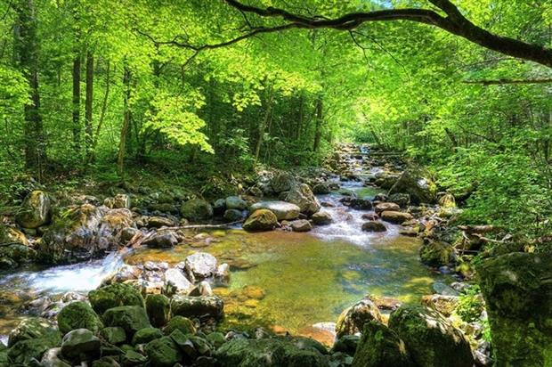 Russia's extensive forest sinks figure large in its climate pledge to 2030 (photograph: Maxim Tupikov/123RF)