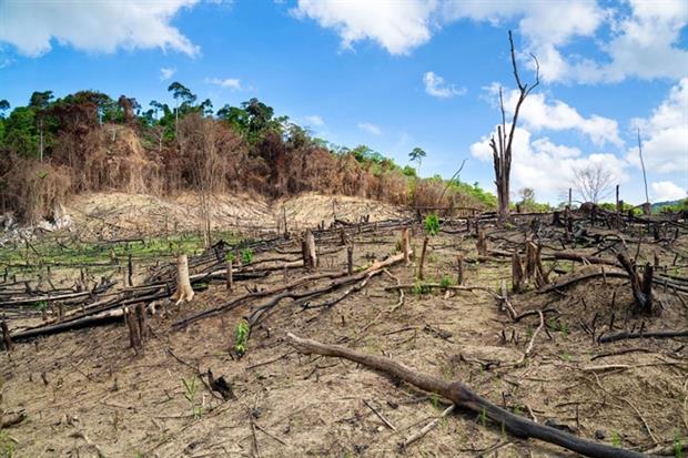 Carbon-rich forests have more than 35 tonnes of carbon per hectare (photograph: Roland Nagy/123RF)