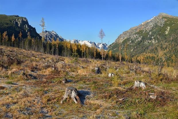 Forest degradation is nearly as damaging for the environment as deforestation, the ISU says (photograph: Dmytro Gilitukha/123RF)