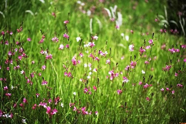 The UK's first gas-from-grass plant is to go into planning by the end of the summer (photograph: Woojin Kim/123RF)