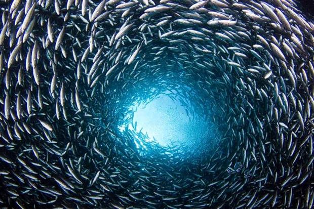 Dense school of brown striped snapper, Galapagos Islands (photograph: naturepl.com/David Fleetham/WWF)