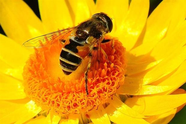 Bees prefer nectar laced with three types of neonicotinoids, new research suggests (photograph: Randy Harris/123RF)