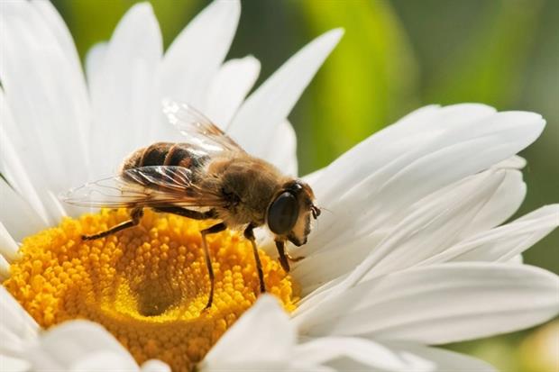 Bee on flower (photograph: Luis Carlos Jimenez Del Rio/123RF)