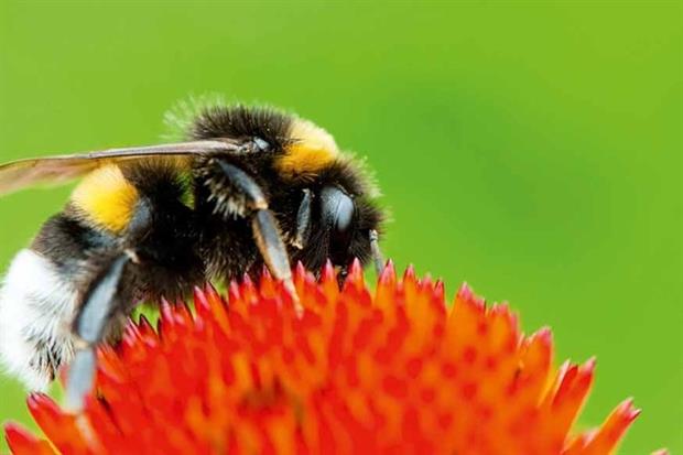 Study reappraises bees and neonicotinoids (photograph: Johnny Devil/123RF_