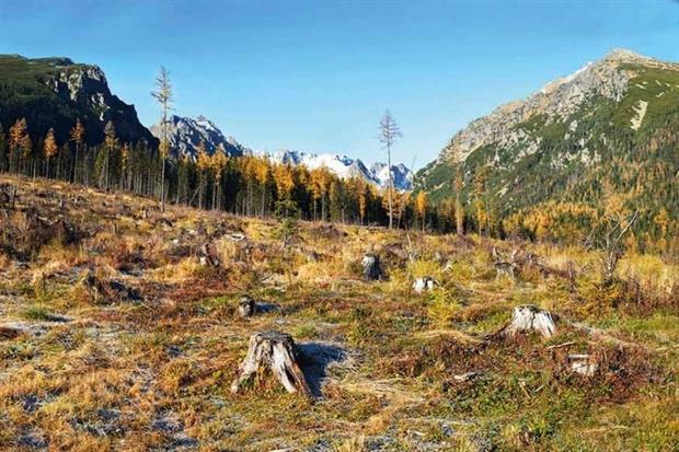 About 8.5 million hectares of forest are lost annually (photograph: Dmytro Gilitukha/123RF)