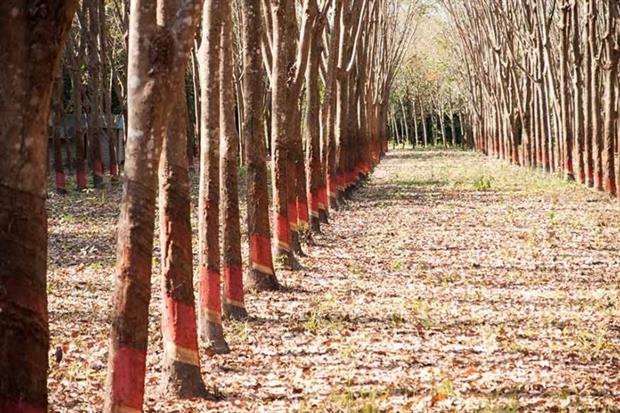 Up to 8.5 million hectares of rubber may be needed to meet world demand in 2024 (photograph: Warangkana Ratchawat/123RF)
