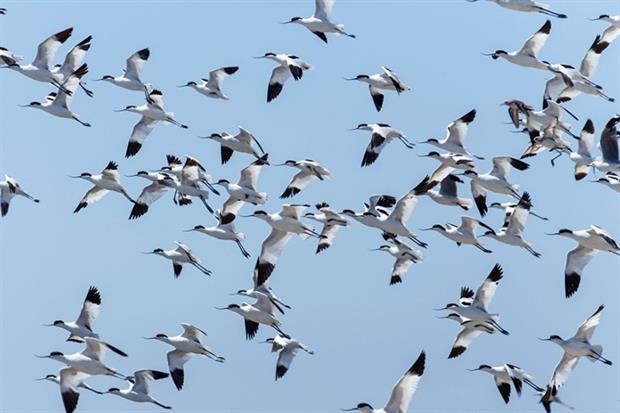 Flock of avocets