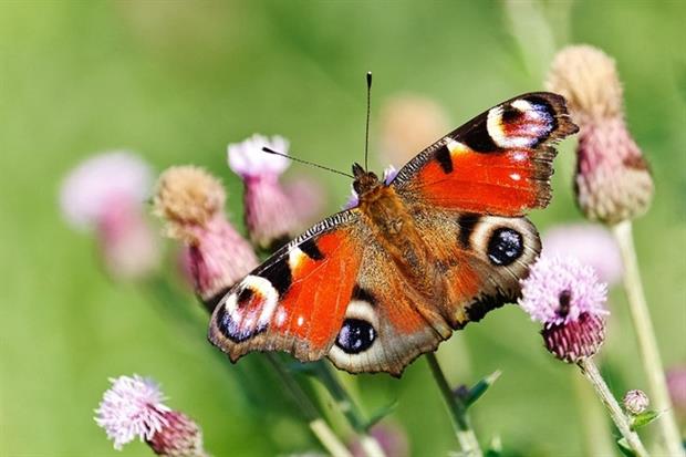 Peacock butterfly (photograph: Andrii Chernov/123RF)