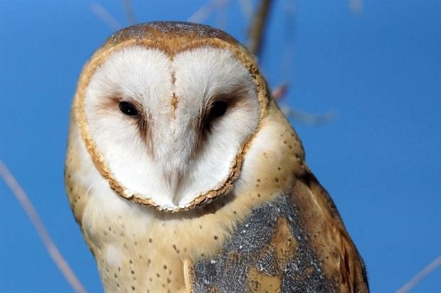 Barn owl (photograph: Randy Feuerstein/123RF)