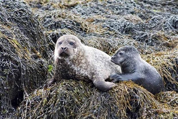 Report cites fall in harbour seal numbers (photograph: Jorge Hernando/123RF)