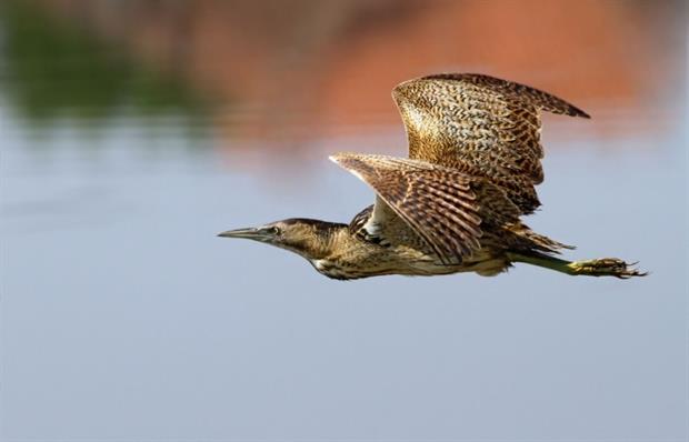 Bittern in flight (photograph: Danilo Djekovic/123RF)