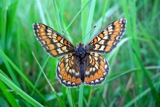 Marsh fritillary butterfly (photograph: Stephen Tolley/123RF)