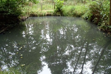 Thames Water spilt effluent into Chase Brook in Newbury (photograph: Environment Agency)
