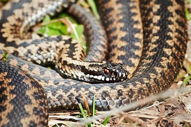 Adders can be found in open mosaic habitats (photograph: Dennis Jacobsen/123RF)