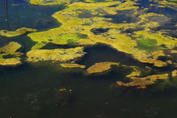 Eutrophication in a river (photograph: Tom Grundy/123RF)
