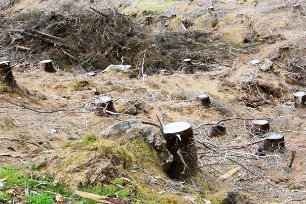 In Scotland, 7,600ha of trees were planted, missing a 10,000ha target (photo: ©Phaendin-Chuenmongkolsakul_123RF)