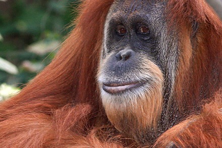 Palm oil has “a devastating impact” on species including tigers, elephants, rhinos and orangutans.(photograph: University of East Anglia)