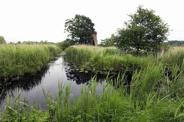 The Environment Agency changes its mind over water abstraction from a protected Norfolk fen (Photograph: Gary K Smith/Alamy)