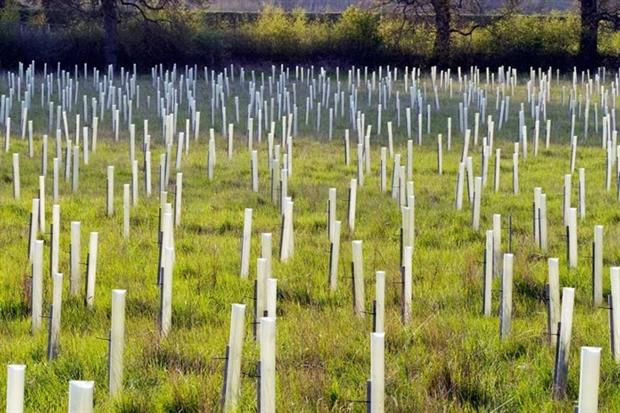 Plummeting tree planting rates will have adverse environmental effects (Photograph: Michael Lane/123rf)