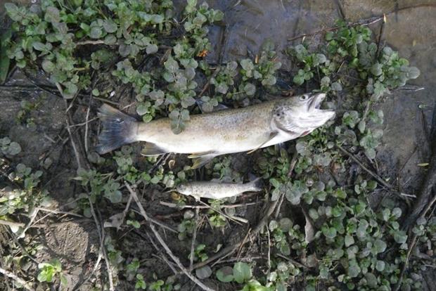 The river Witham was polluted with liquid fertiliser after a tank-hauling tractor fell into a ditch (photo: Environment Agency)