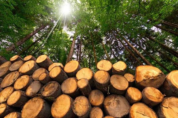 Biomass sustainability criteria has gone through many changes over the past few years (photograph: Alberto Masnovo/123RF)