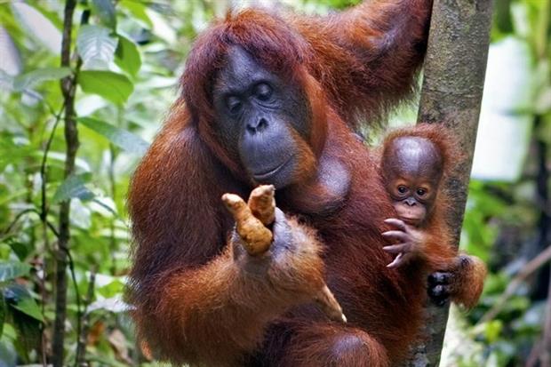 Palm oil plantations have caused harm to many species, including orangutans (photograph: Kjersti Jorgensen/123RF)