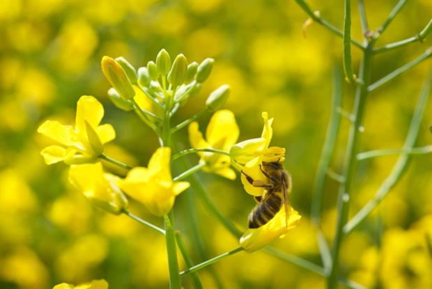 Some fear that neonicotinoids harm pollinator populations (photograph: Dusan Kostic/123RF)