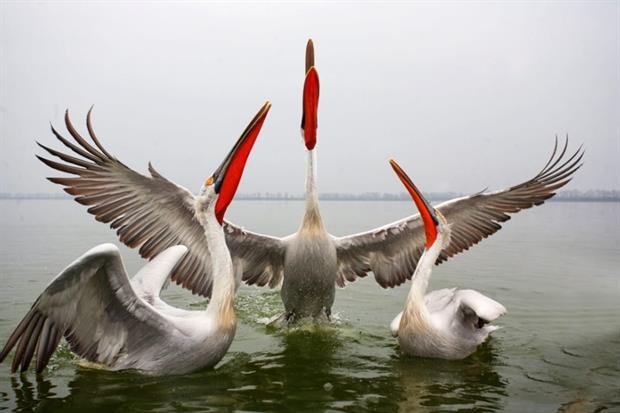 Dalmation pelicans are one of the species on annex I of the Birds Directive (photograph: digitaldicator/123RF)