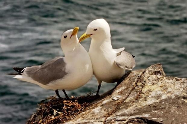 Kittiwake populations are in decline (photograph: Anthony Brindley/123RF)