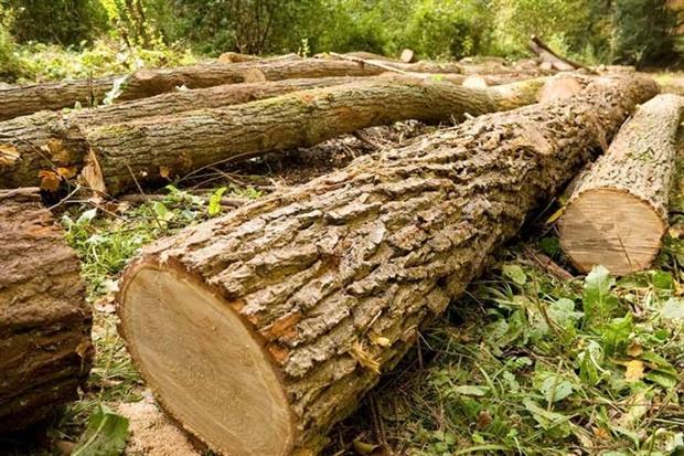 In the UK up to 170 million hectares of forest could be lost between 2010 and 2030 (photograph: David Maixner/123RF)