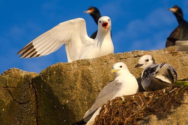 Kittiwake numbers are in decline (photograph: Maximilian Buzun/123RF)