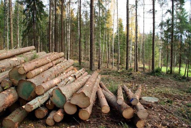 Between 10% and 20% of wood consumed in the UK could be illegal (photograph: Taina Sohlman/123RF)