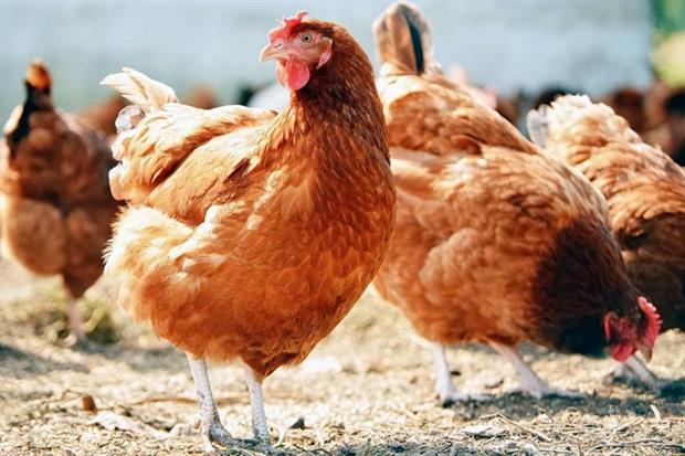 Diatomaceous earth is used to control red mites in chicken housing (photograph: Monticello/123RF)