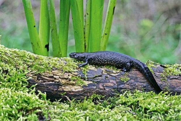 Great crested newt