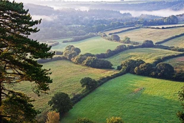 Hedges count as ecological focus areas (photograph: Patrick J Hanrahan/123RF)