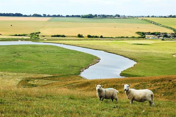 Livestock should be kept clear of watercourses (photograph: Martin Kunzel/123RF)