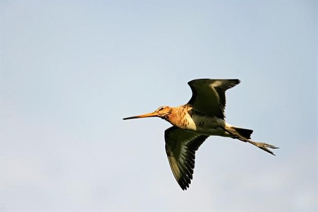 Black-tailed godwits are under pressure (photograph: Michael Lane/123RF)