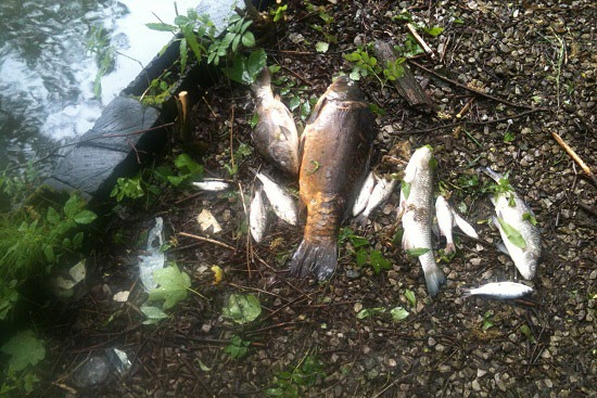 Firewater killed hundreds of fish at Grove Lodge fishery (photograph: Todmorden Angling Society)