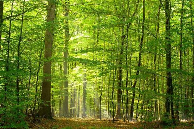 Natural capital provides numerous societal benefits (photograph: Inga Nielsen/123RF)