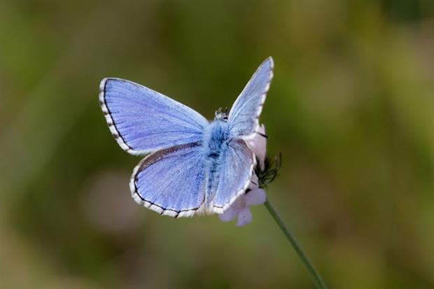 The adonis blue butterfly has the potential to expand its range to adapt to climate change (photograph: Paul Farnfield/123RF)