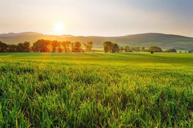 Replacing cropped edges with habitat did not impact wheat yields (photograph: tomas1111/123RF)