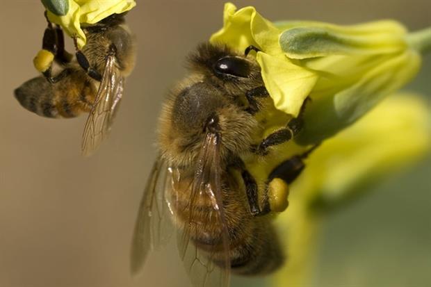 EFSA could not rule out the possibility that sulfoxaflor poses a high risk to bees (photograph: Sheryl Caston/123RF)