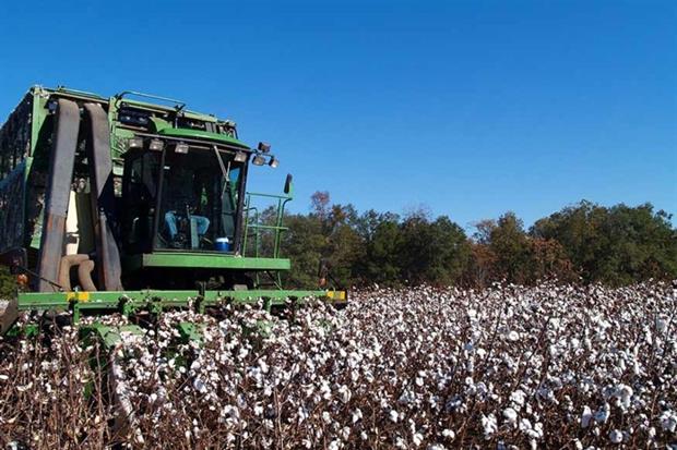 Cotton accounts for more than 3% of water consumed globally for crop production (photograph: lindasj2/123RF)