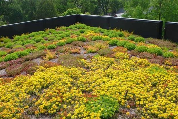 Green roofs can attenuate rainwater Photograph: Arlington County, CC BY-SA 2.0