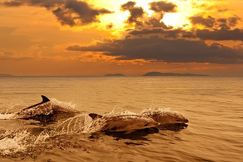 Bottlenose dolphins are meant to be protected by the SAC Photograph: Aragami12345/123RF