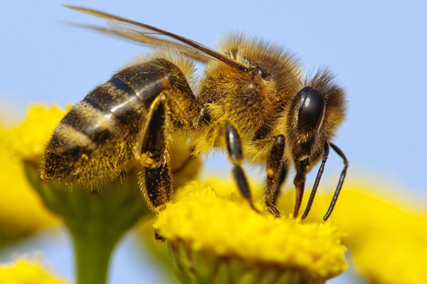 Pollinator numbers are in decline. Photograph: Daniel Prudek/123RF