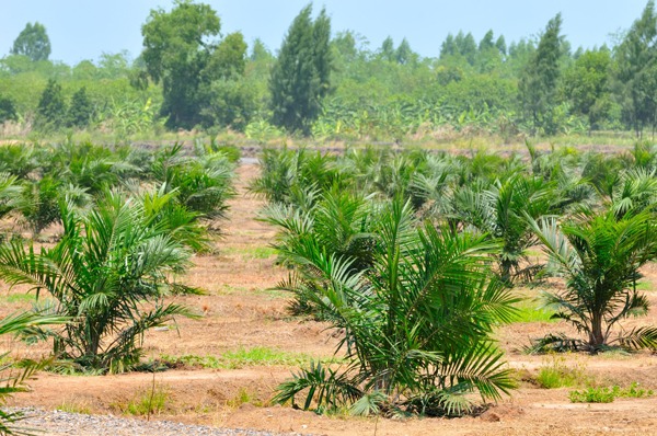 The proportion of UK sustainable palm oil imports is steadily increasing. Photograph: Panda3800/123RF